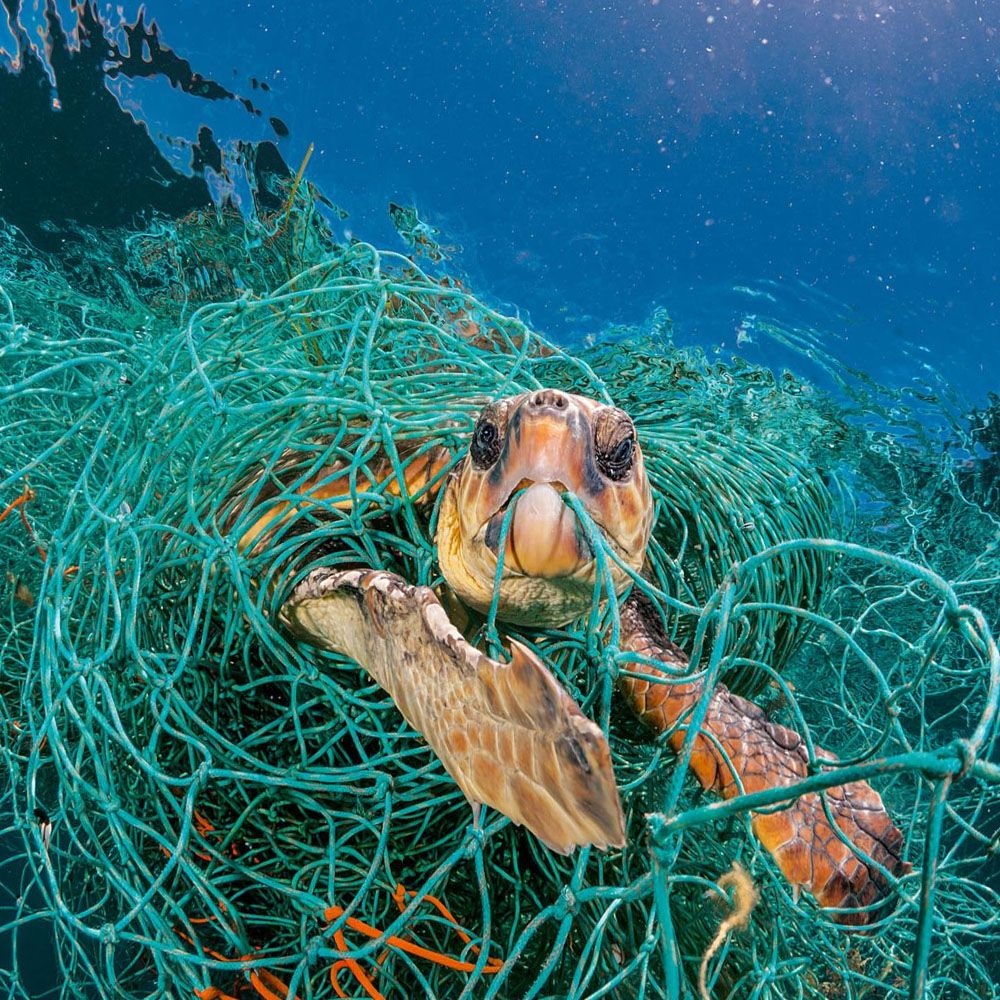 Műanyag hálóba akadt vízi teknős